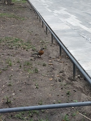Turdus rufopalliatus
