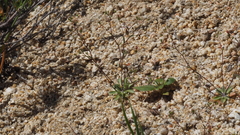 Nemacladus breviflorus