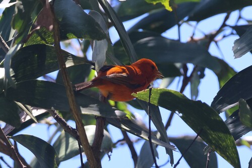 Loxops coccineus observed 2026-07-06