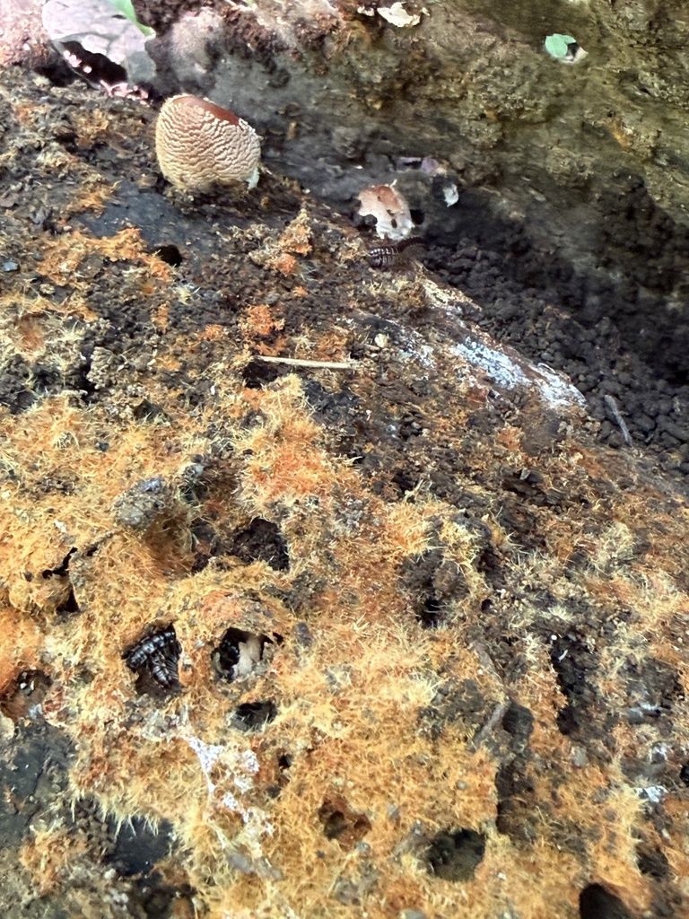 Firerug Inkcap · July 2026 · photo: Photo: (c) Julie Travaglini, some rights reserved (CC BY) · iNaturalist