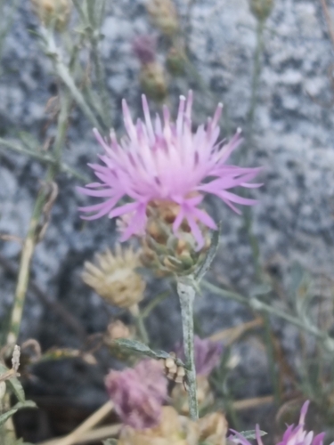 Centaurea alba, photograph 6