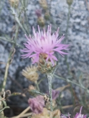 Centaurea alba, photograph (c) Diego Rodríguez Hernández, some rights reserved (CC BY)