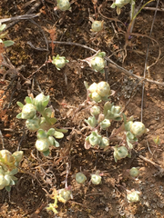 Stylocline gnaphaloides