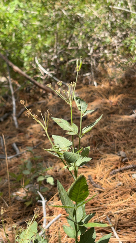 iNaturalist observation photo of Western Sweet-cicely