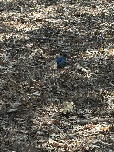 iNaturalist observation photo of Steller's Jay
