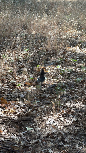 iNaturalist observation photo of Steller's Jay