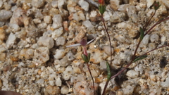 Nemacladus breviflorus