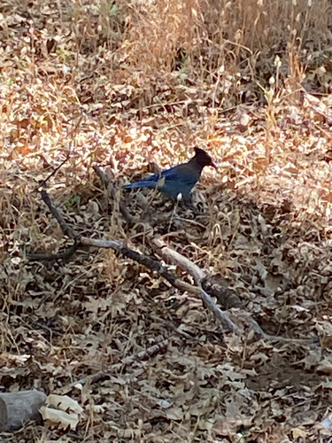 iNaturalist observation photo of Steller's Jay
