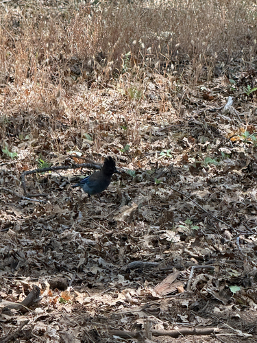 iNaturalist observation photo of Steller's Jay