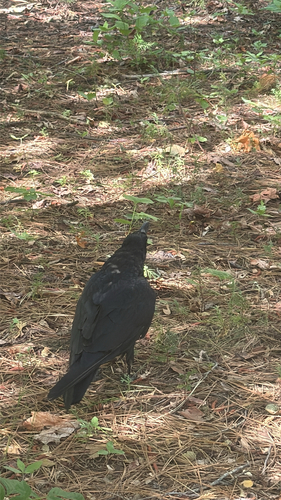 iNaturalist observation photo of Common Raven