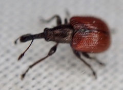 Tatianaerhynchites aequatus