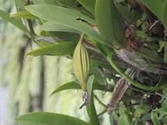 Guarianthe