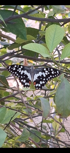 Lime Swallowtail