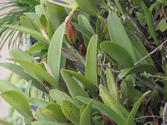 Guarianthe