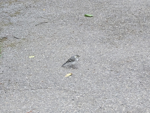 White Wagtail