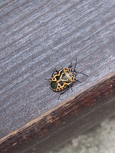 cruciferous bug