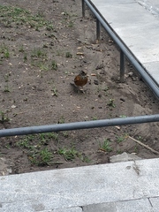 Turdus rufopalliatus