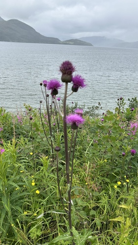 Melancholy Thistle