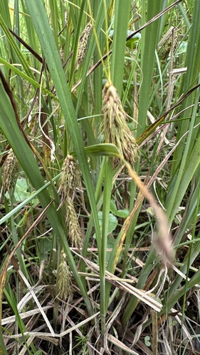 chaffy sedge