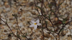 Nemacladus breviflorus