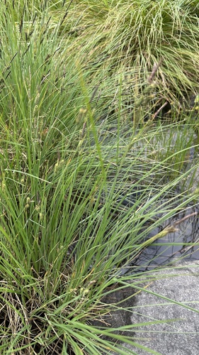 smooth black sedge