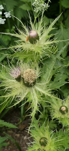 Cirsium obvallatum, photograph 5