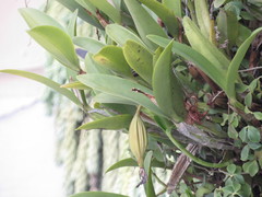 Guarianthe