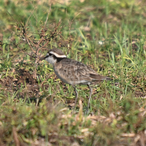 iNaturalist image