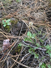 Micranthes rhomboidea