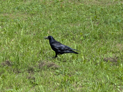 Rook
