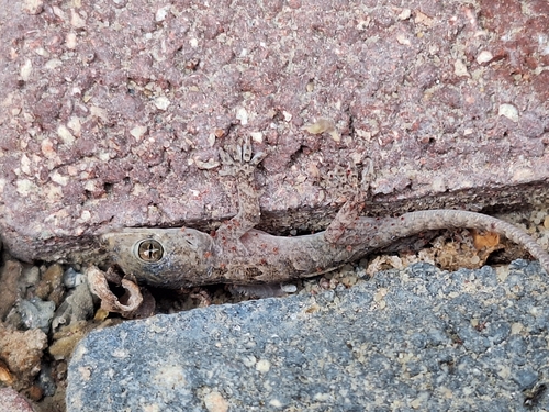 Northern House Gecko