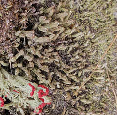 Cladonia parasitica