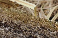 Cladonia parasitica