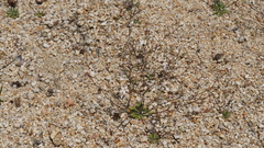 Nemacladus breviflorus