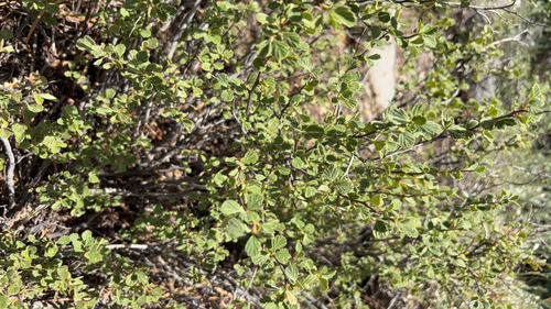iNaturalist observation photo of Ocean spray
