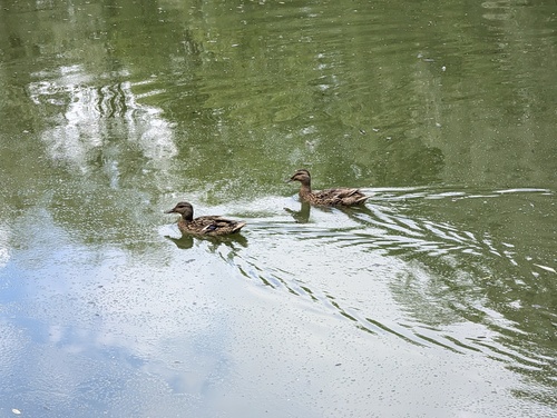 Mallard