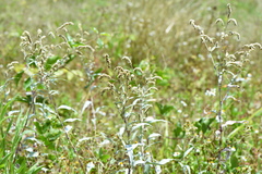 Persicaria lapathifolia lanata