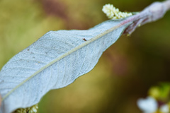 Persicaria lapathifolia lanata