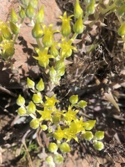Dudleya verityi