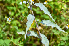 Persicaria lapathifolia lanata