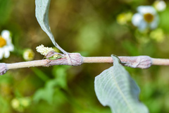 Persicaria lapathifolia lanata