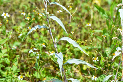 Persicaria lapathifolia lanata