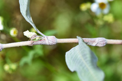 Persicaria lapathifolia lanata