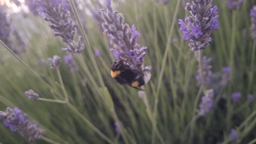 Bombus terrestris dalmatinus