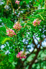Indigofera jucunda