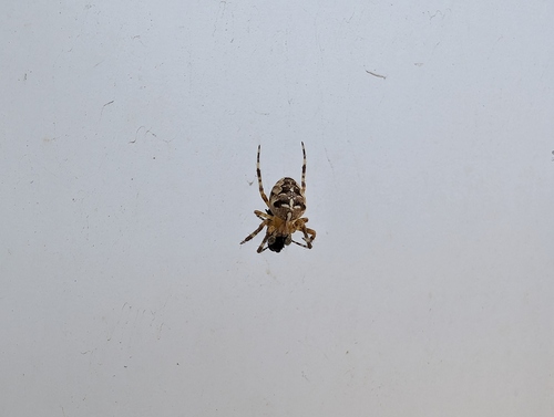 Cross Orbweaver