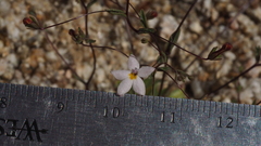 Nemacladus breviflorus