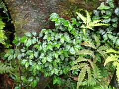 Elatostema cyrtandrifolium