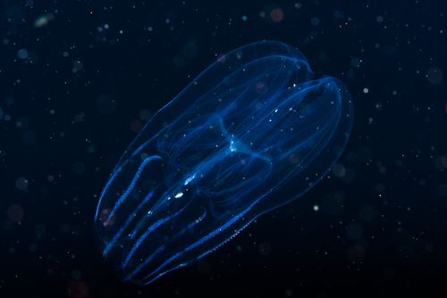 Bolinopsis infundibulum