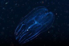 Bolinopsis infundibulum